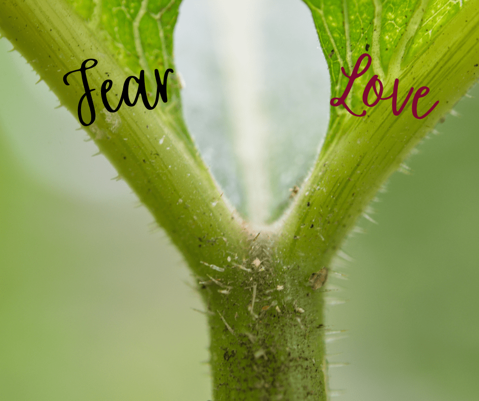 Living from Fear vs. living from&nbsp;Love